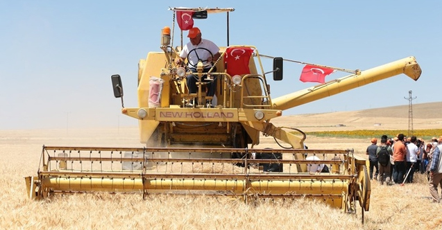 Aksaray'da yerli buğday hasat edildi