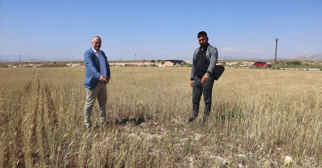 Buğday rekoltesi düşüyor, gözler ekmek fiyatlarında