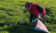 2025 yılı çay sezonu açıldı