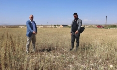 Buğday rekoltesi düşüyor, gözler ekmek fiyatlarında