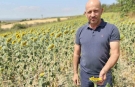 Trakya'da ayçiçeği alarmı: Kuraklık tarlaları kuruttu