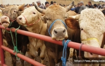 Ülke genelinde hayvan pazarları ikinci bir emre kadar kapatıldı