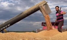 Buğday bu yıl yüzleri güldürecek