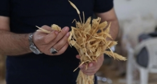 Arpada verim katlanacak