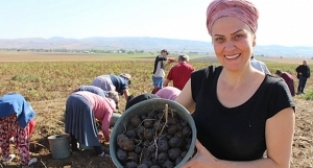 Mor patatesin üretimi Anadolu'ya yayılıyor