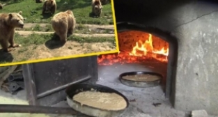 Ayılara özel ekmek fırını kuruldu