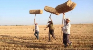 Buğday hasadının ardından balya mesaisi başladı