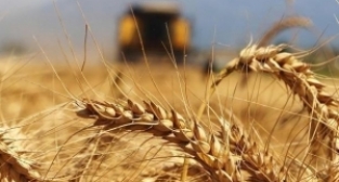 Buğday fiyatlarında büyük artış