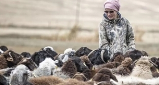 Mimarlıktan, çobanlığa...