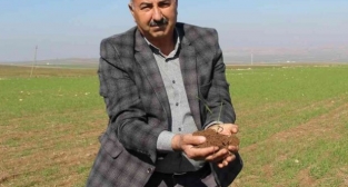 Yağışlar çiftçiyi umutlandırdı