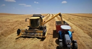 Dev tarlada hasat zamanı!