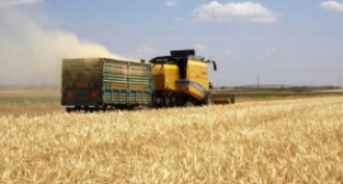 Kilis ve ilçelerinde hububat hasadı başladı