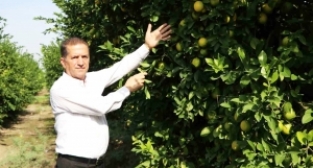 Limon dalında kaldı