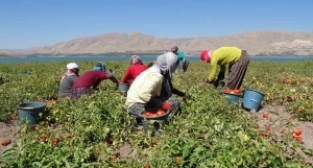 Tarlada 4, markette 25 TL!..