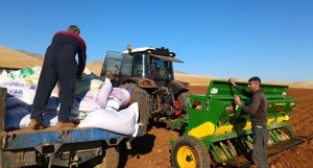 Mardin Ovası'nda buğday ekimi başladı