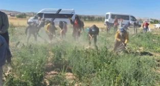 Kavurucu sıcakta mevsimlik işçilerin ekmek mücadelesi