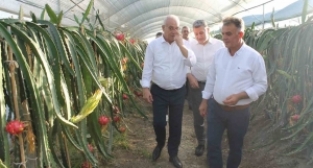 Bölgede ilk kez yetiştirildi