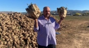 Sivas'taki dev pancar şaşırttı