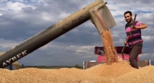 Buğday bu yıl yüzleri güldürecek