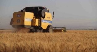 Depremin vurduğu ovada buğday hasadı başladı