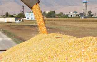 Mardin'de mısır hasadına başlandı