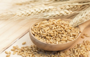 Tarım Bakanı açıkladı: Vadeli arpa satışları başlıyor