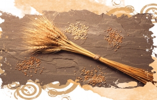 Buğdayın 12 bin yıllık öyküsü