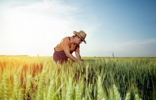 Siyez buğdayı üretimine 1 milyon TL devlet desteği