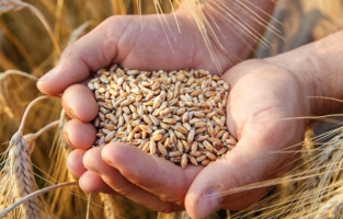 Arpa ve buğdaya TMO da zam yaptı! Kasım ayı satış miktarı açıklandı