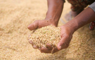 Buğday, arpa ve mısırda 2.5 aylık ithalat yetmedi 4 ay daha uzatıldı!