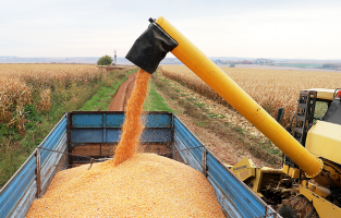 Şanlıurfa'da 2 milyon tonluk mısır rekoltesi beklentisi