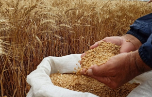 TMO'dan düşük fiyattan un satmayı taahhüt eden firmalara ucuz buğday!