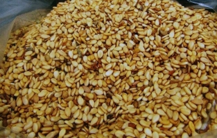 Gökova susamı donduruluyor