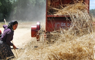 Buğdayda gelişim için gözler nisan-mayıs yağışlarına çevrildi