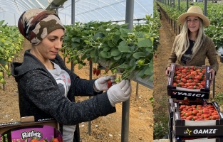 Antalya'da topraksız çilekte hasat bereketi