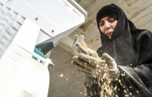 Hümeyra Hanım, ata yadigarı buğdaylara hayat veriyor