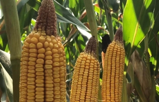 TMO'nun ithal ettiği mısır pahalandı