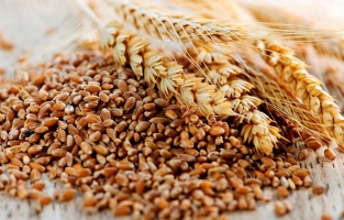 Toplam tahıl üretiminde en büyük pay buğdayın...