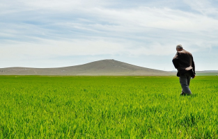 Buğdayda bu sezon rekolte beklentisi 19 milyon ton