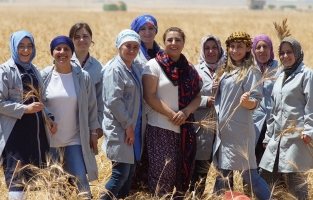Sorgül buğdayı tarımda yeni bir umut olacak mı?