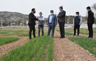 Buğdayda daha fazla verim alınacak