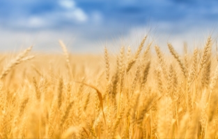 Birleşmiş Milletler Gıda ve Tarım Örgütü: Küresel gıda fiyatları 11 aydır yükseliyor