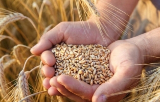 Yılın ilk buğdayı hasat edildi! İşte buğdayın 2021 fiyatı