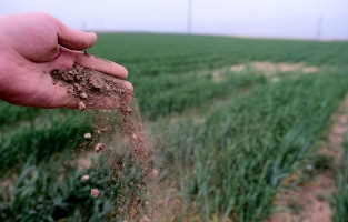 Hububat hasadında alarm: Biçerdöverler tarlalara girmeyebilir