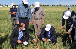 Buğdayda kuraklık alarmı