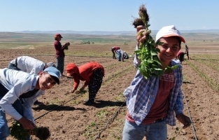 Mevsimlik tarım işçileri, bayramda da zorlu mesailerini devam ettiriyorlar