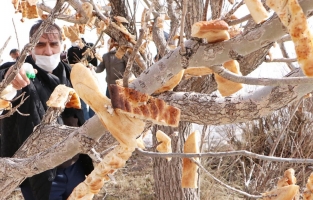 Erzurum'daki engelliler, kuşlar için 'rızık ağacı'na ekmek astı