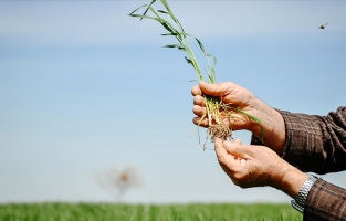 Buğday rekoltesi için ay sonuna kadar oluşacak yağışlar önem taşıyor