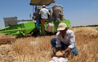 Yerli buğdaylar rekolteyi yüzde 20 artıracak