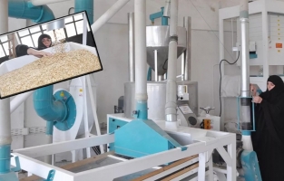 13 bin yıllık ata tohumuyla kendi işini kurdu! Organik ürün isteyenler yoğun ilgi gösteriyor